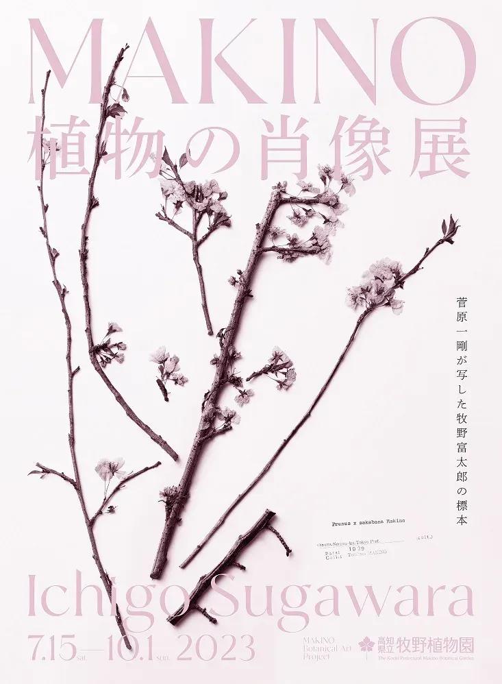 牧野富太郎博士の植物標本の美に迫る！菅原一剛「MAKINO 植物の肖像」展開催_bodies