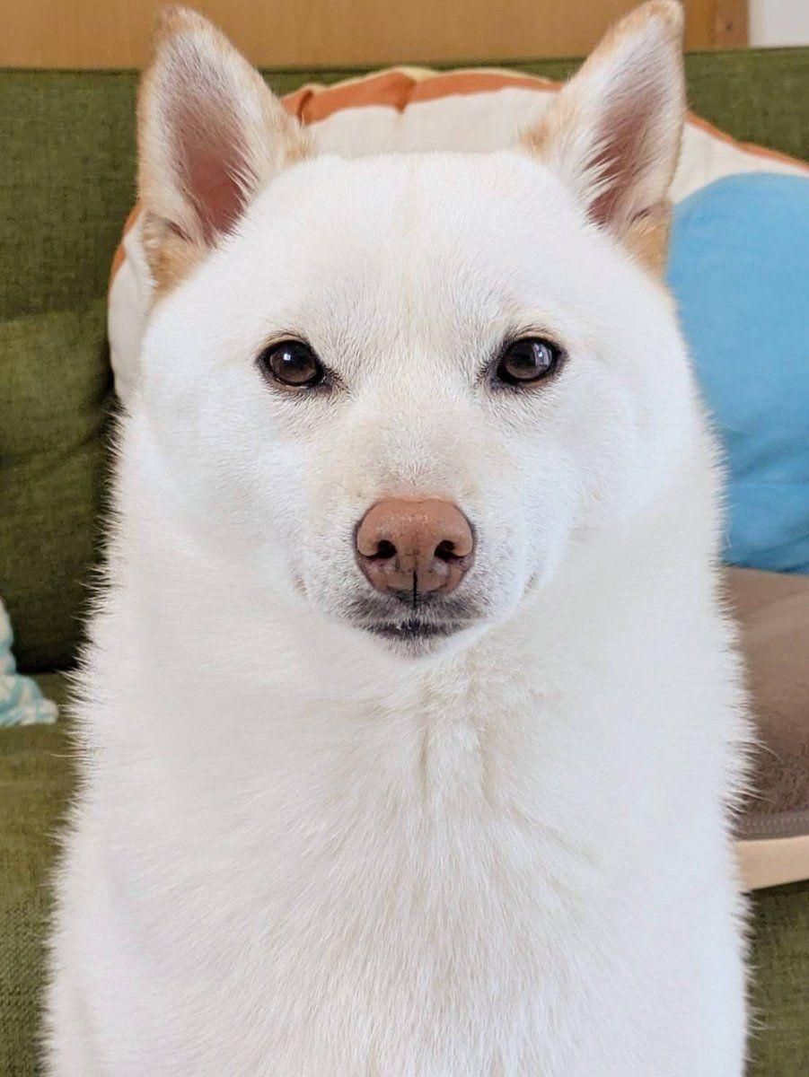 白柴犬まんまる