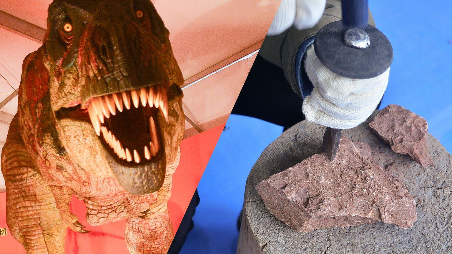 まだ間に合う！GWはお台場で恐竜の化石発掘体験！“ホンモノ”の恐竜の化石は出るのか！？『オダイバ恐竜博覧会2024』に行ってみた！