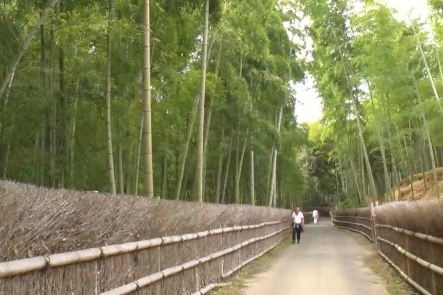 人気の嵐山「竹林の小径」に激似…京都府向日市『竹の径』！絶景スポットなのに1日100人程度と観光客が少ない理由